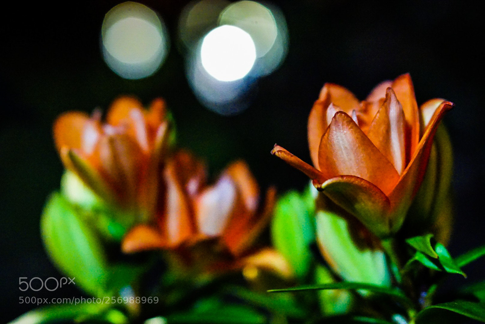Sony a6000 sample photo. Night flowers 1 photography