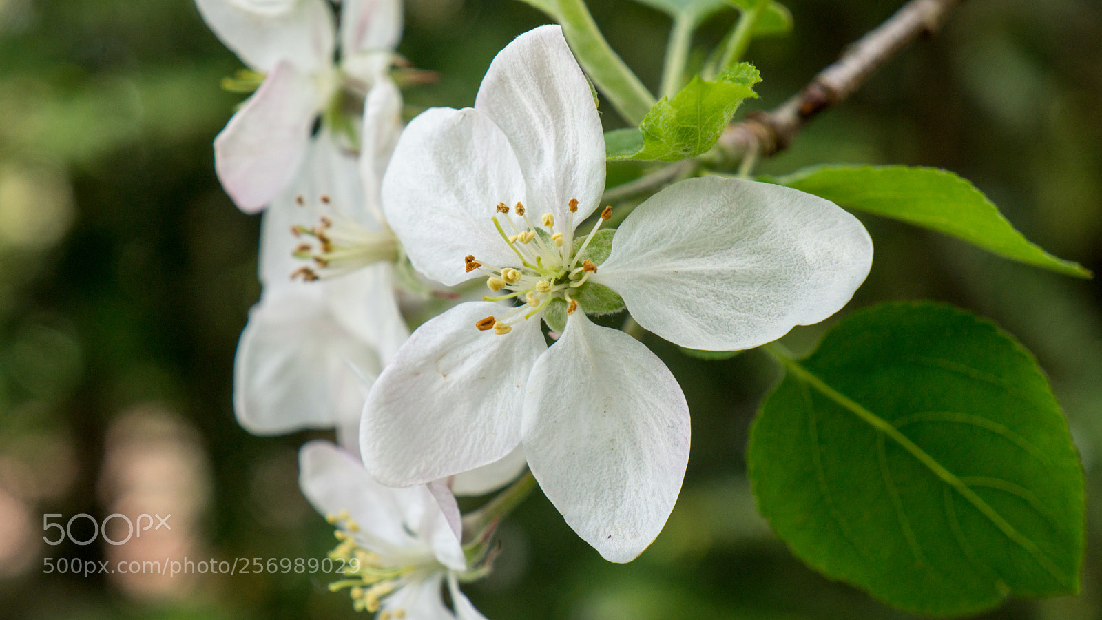 Sony Alpha NEX-7 sample photo. Untitled photography