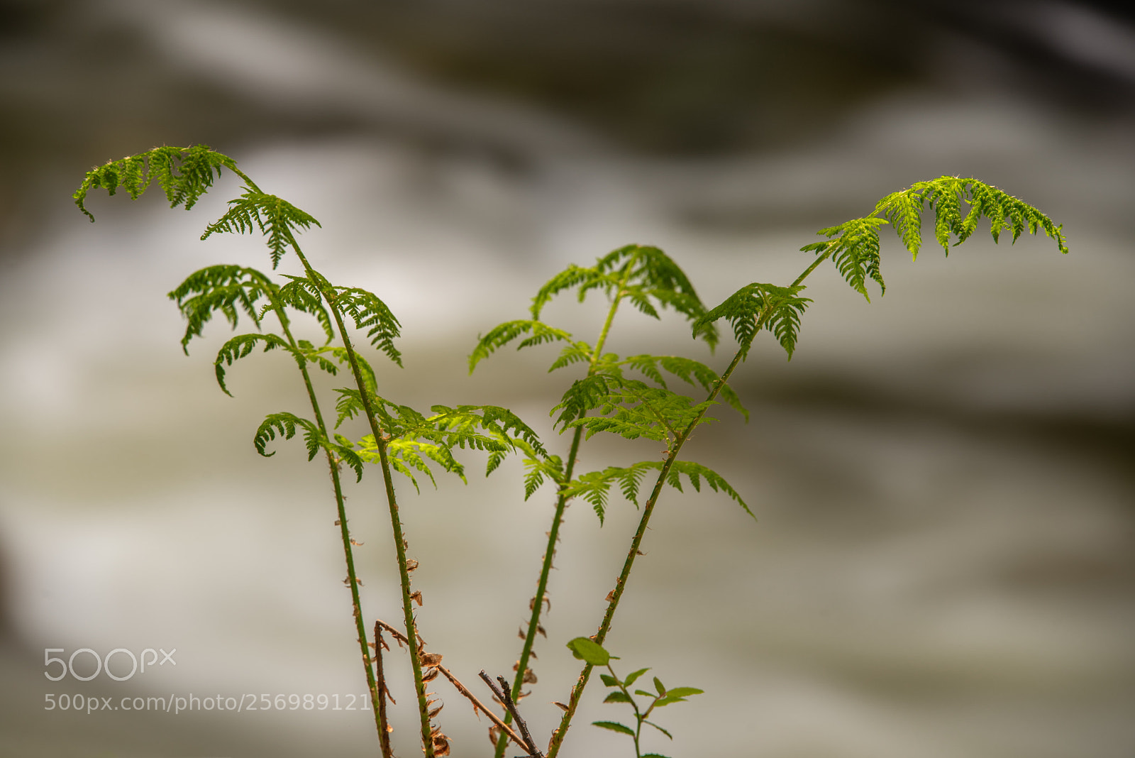 Nikon D750 sample photo. Fern floating above the photography
