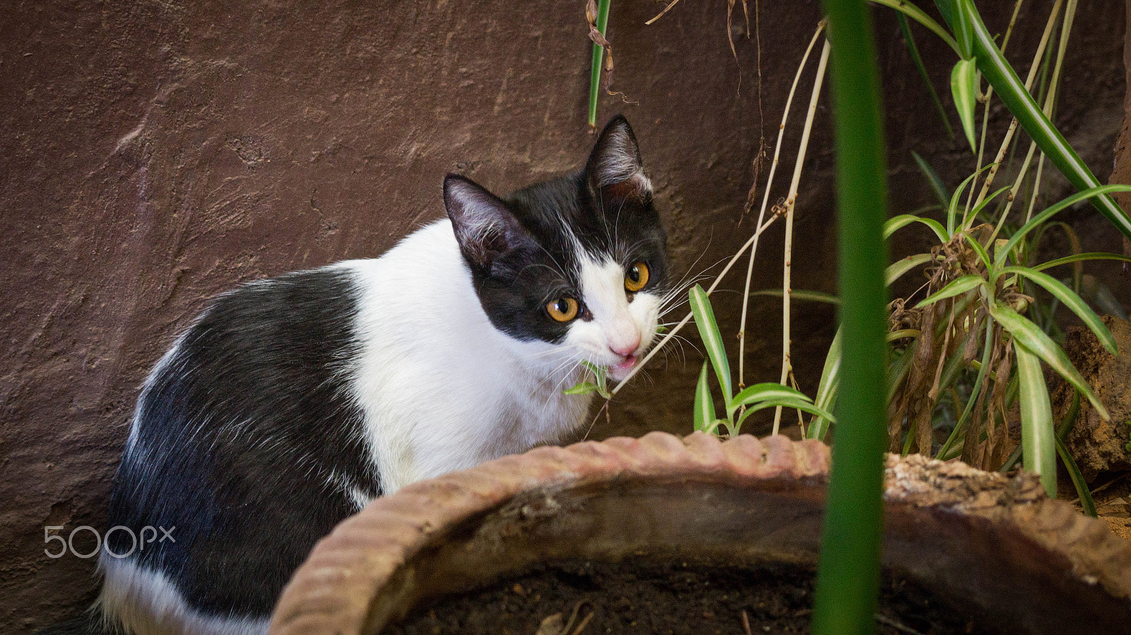 Sony Alpha a3500 sample photo. Pandita photography