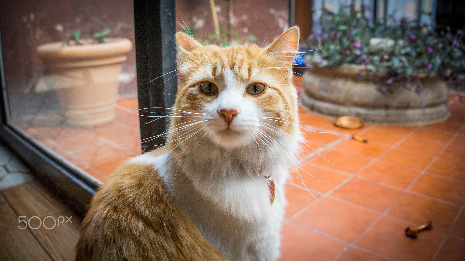 Sony Alpha a3500 sample photo. Cappuccino photography