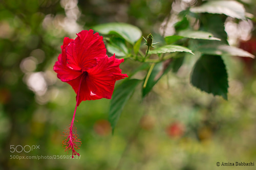 Canon EOS 6D sample photo. Red photography