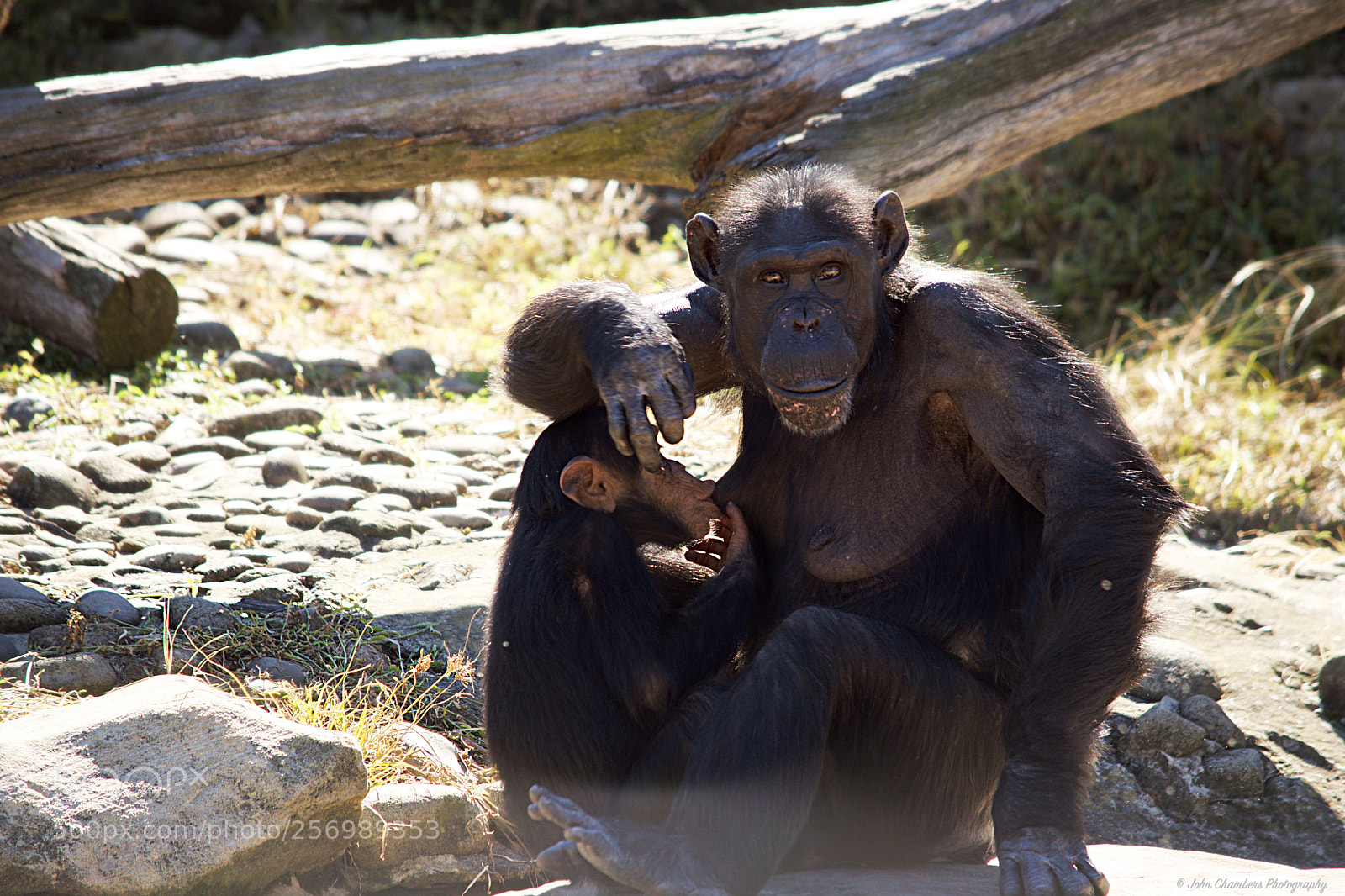 Nikon D5500 sample photo. Nurturing mum photography