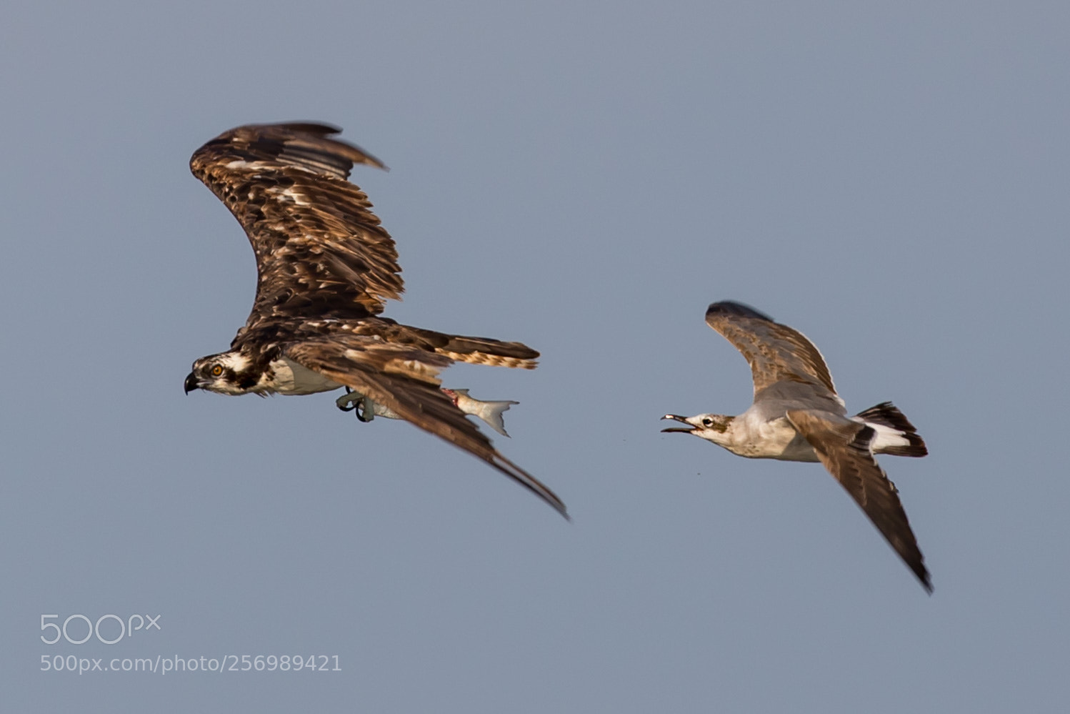 Canon EOS 5D Mark IV sample photo. Osprey photography