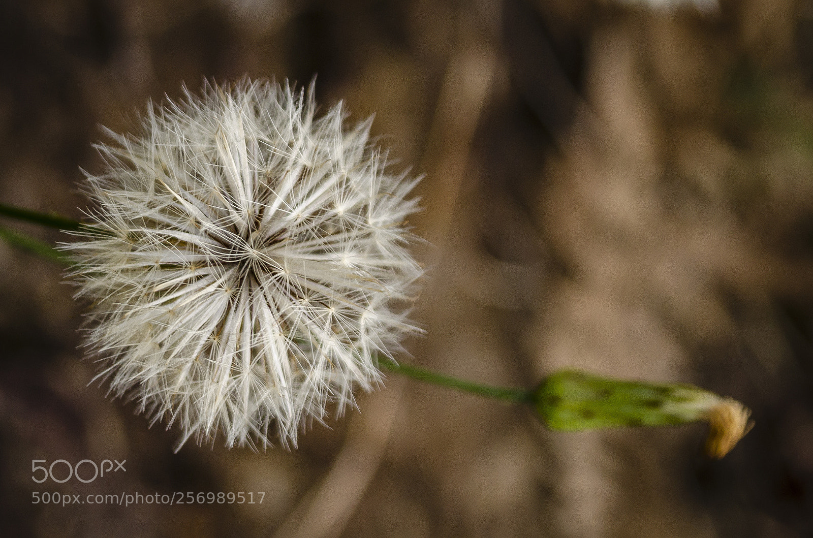 Nikon D5100 sample photo. Blow me photography