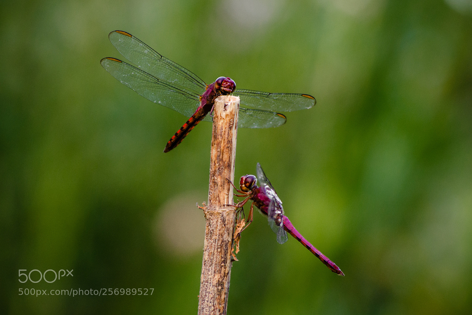 Nikon D5100 sample photo. Sit, talk, learn, love photography