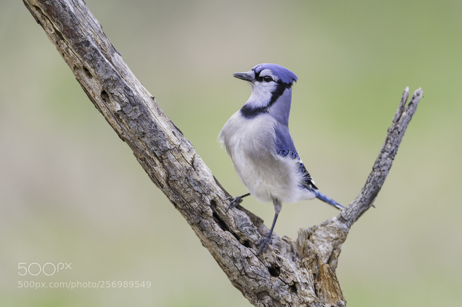 Nikon D850 sample photo. A blue jay stands photography
