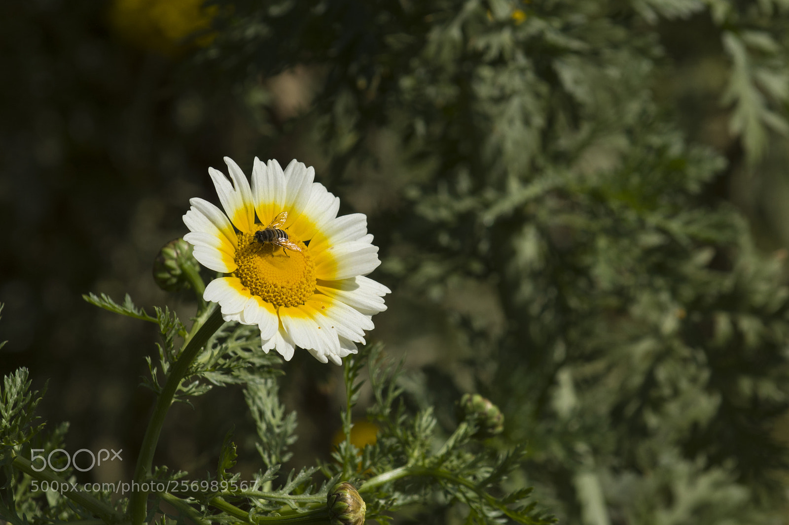 Nikon D7200 sample photo. Survival photography