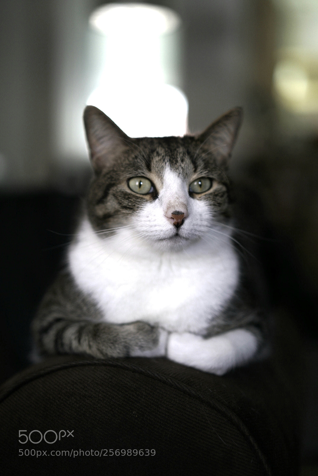 Sony a7R II sample photo. King of cats photography