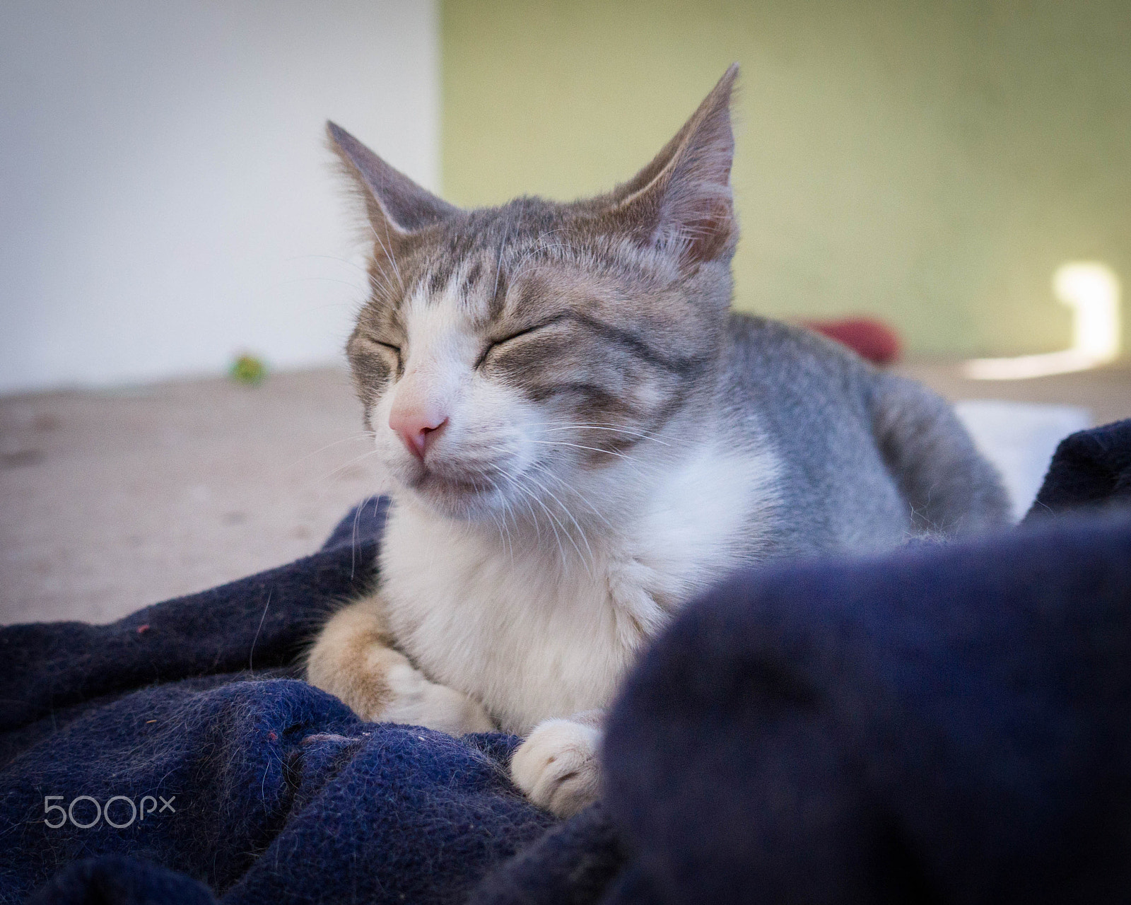 Sony Alpha a3500 sample photo. Teodorita photography