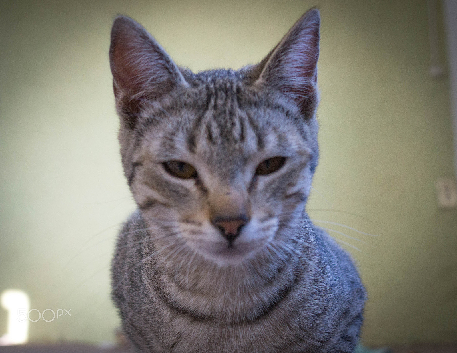 Sony Alpha a3500 sample photo. Ardillita photography