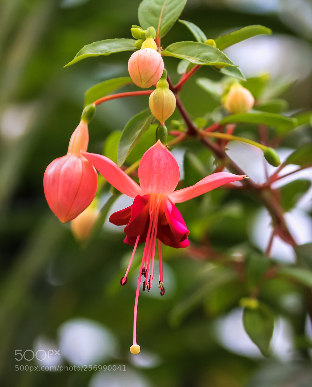 Canon EOS 60D sample photo. Fuchsia  photography