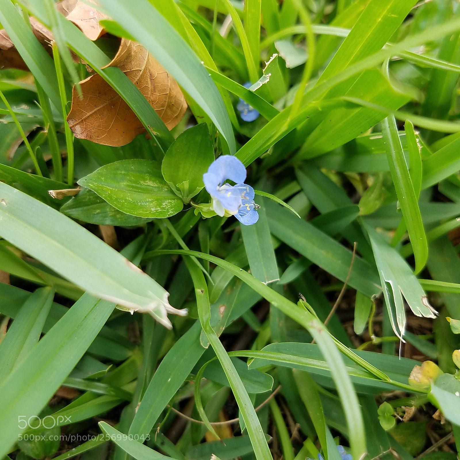 Samsung Galaxy S7 Edge sample photo. There is beauty everywhere photography