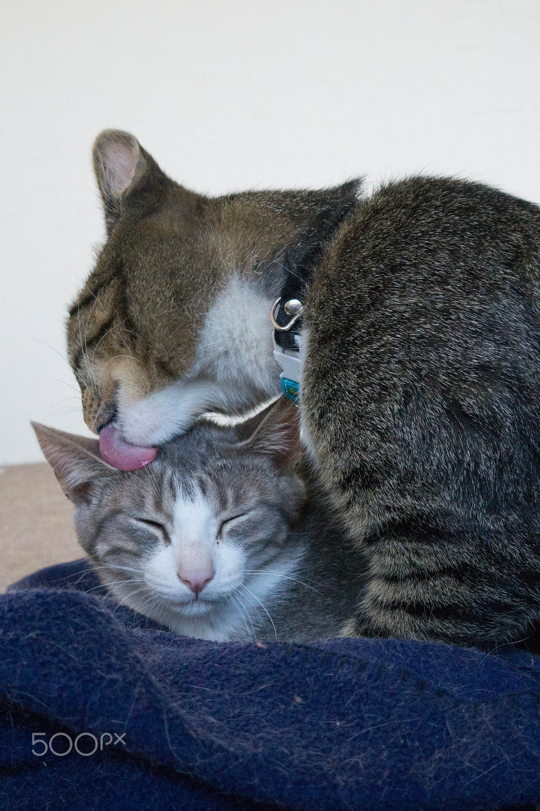 Sony Alpha a3500 sample photo. Love of mom photography
