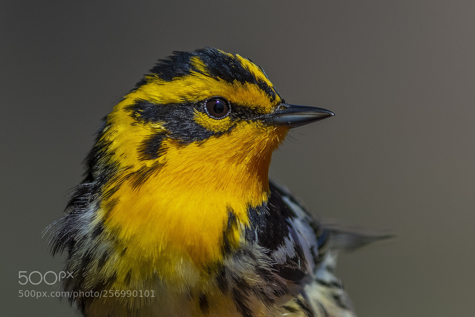 Nikon D850 sample photo. Magnolia warbler photography
