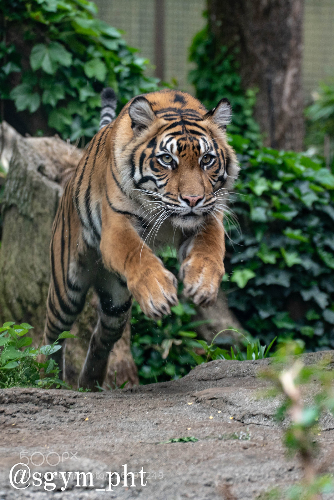 Nikon D750 sample photo. Jump out photography