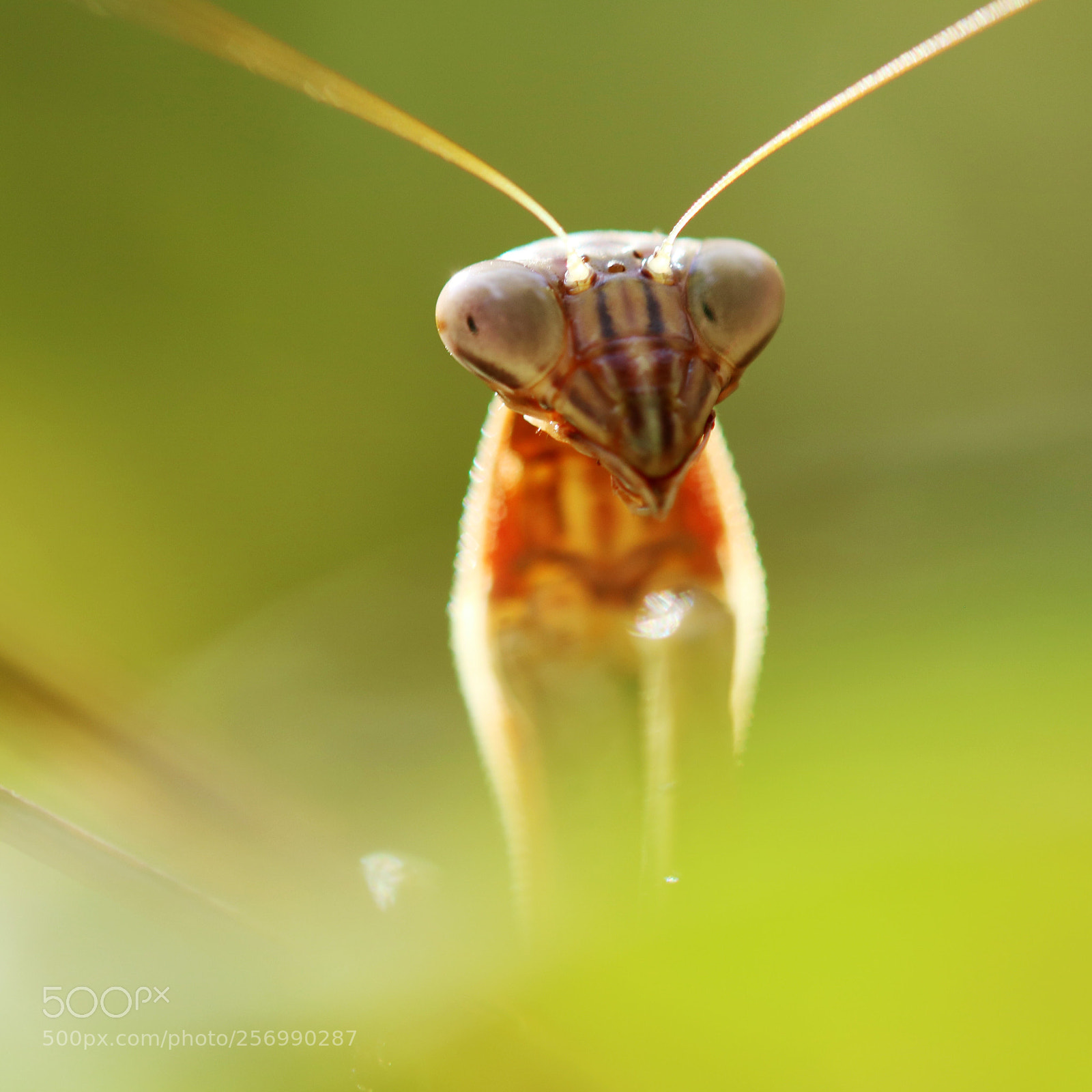Canon EOS M3 sample photo. Mantis macro photography