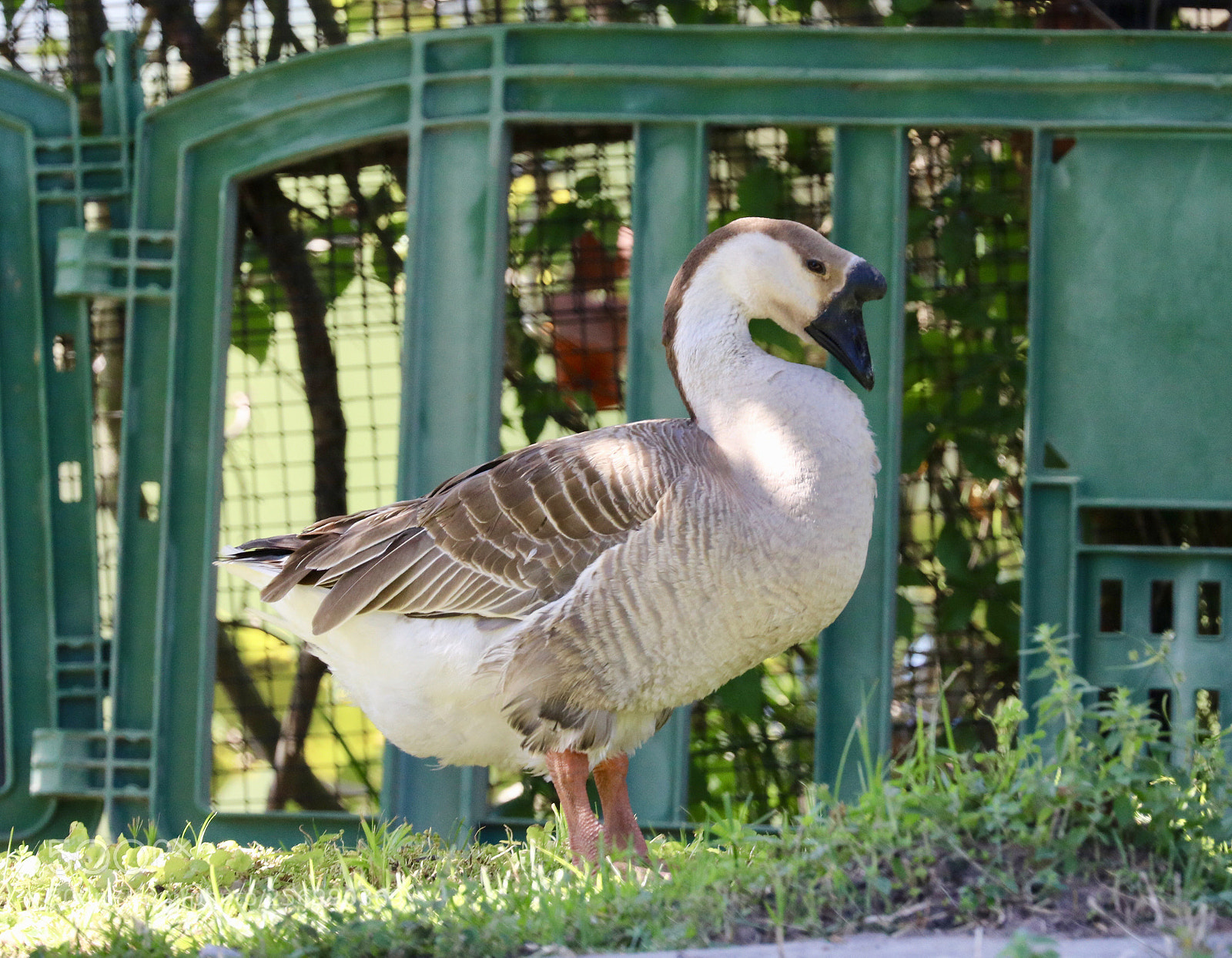 Canon EOS 80D sample photo. Chinese goose photography