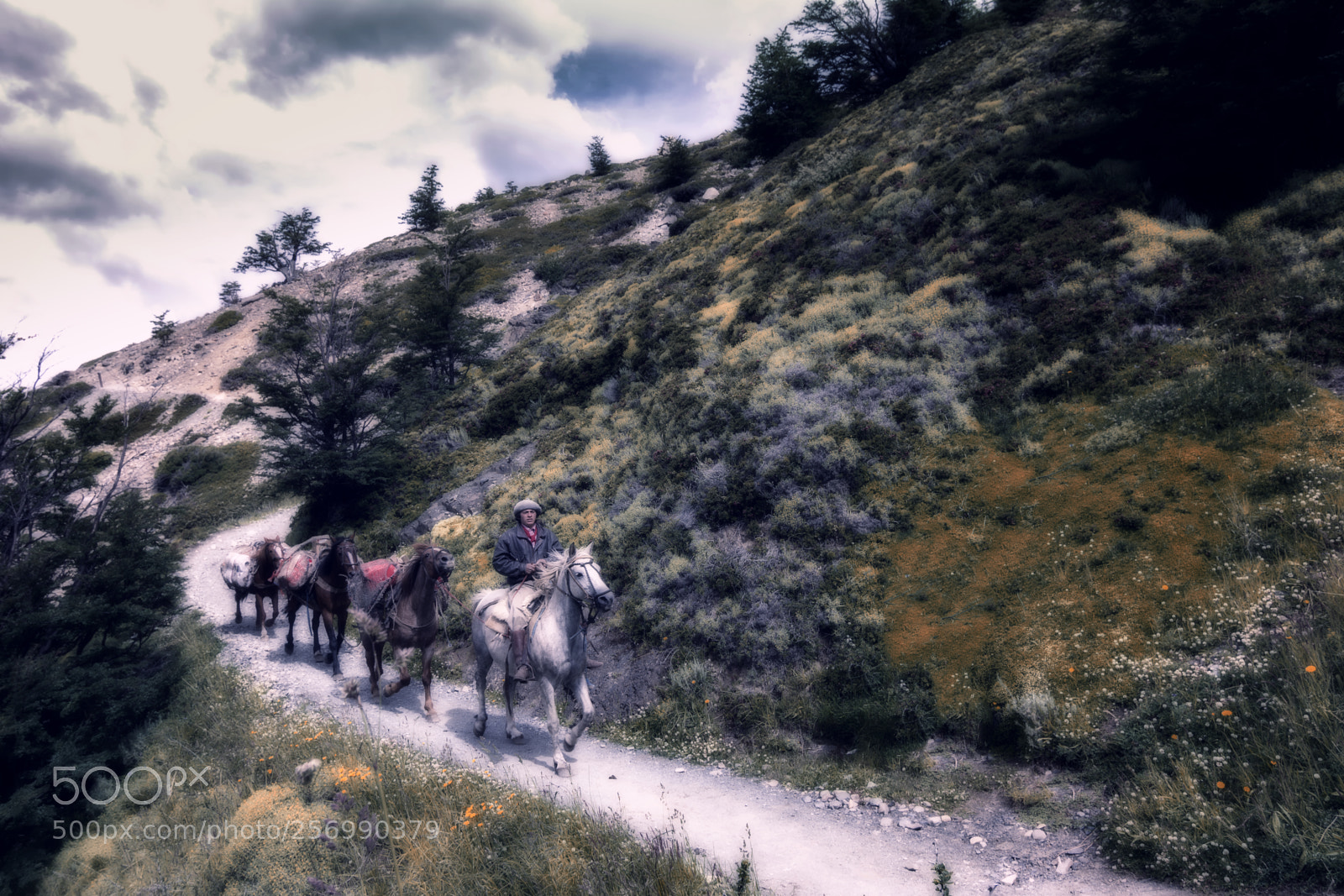 Nikon D7100 sample photo. Horses of the torres photography