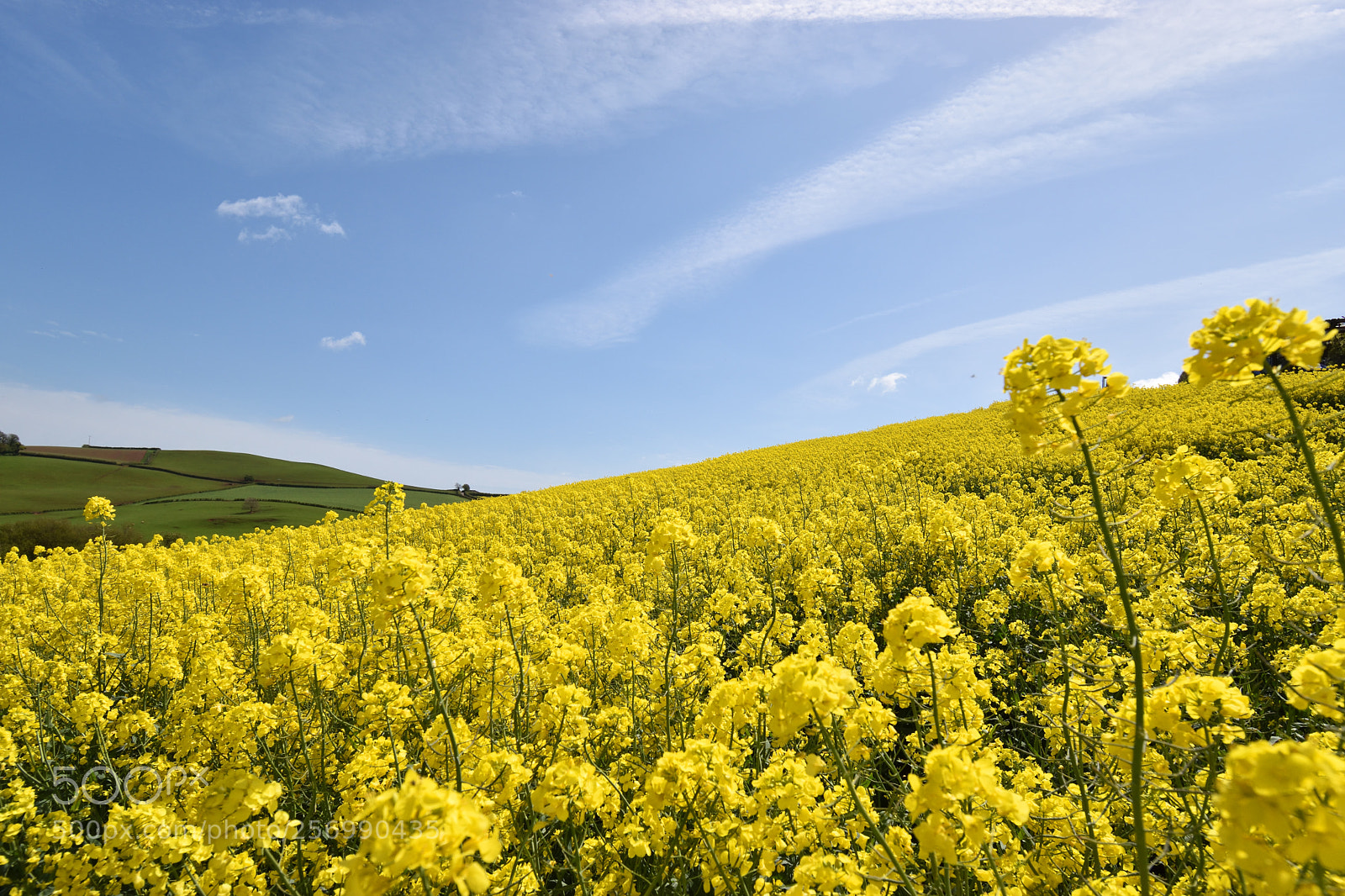 Nikon D5600 sample photo. Fields of gold photography