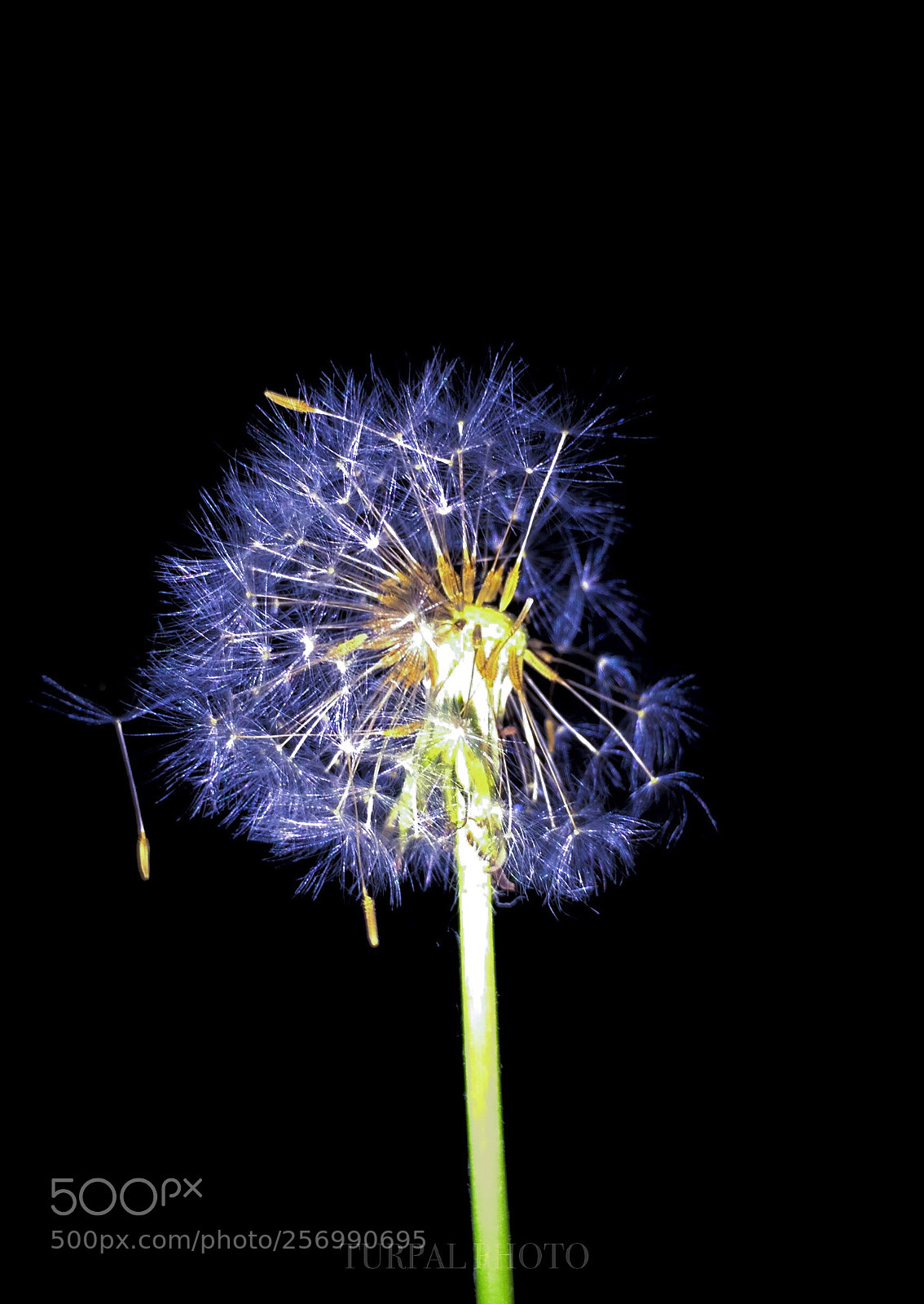 Apple iPhone 5s sample photo. Dandelion  photography