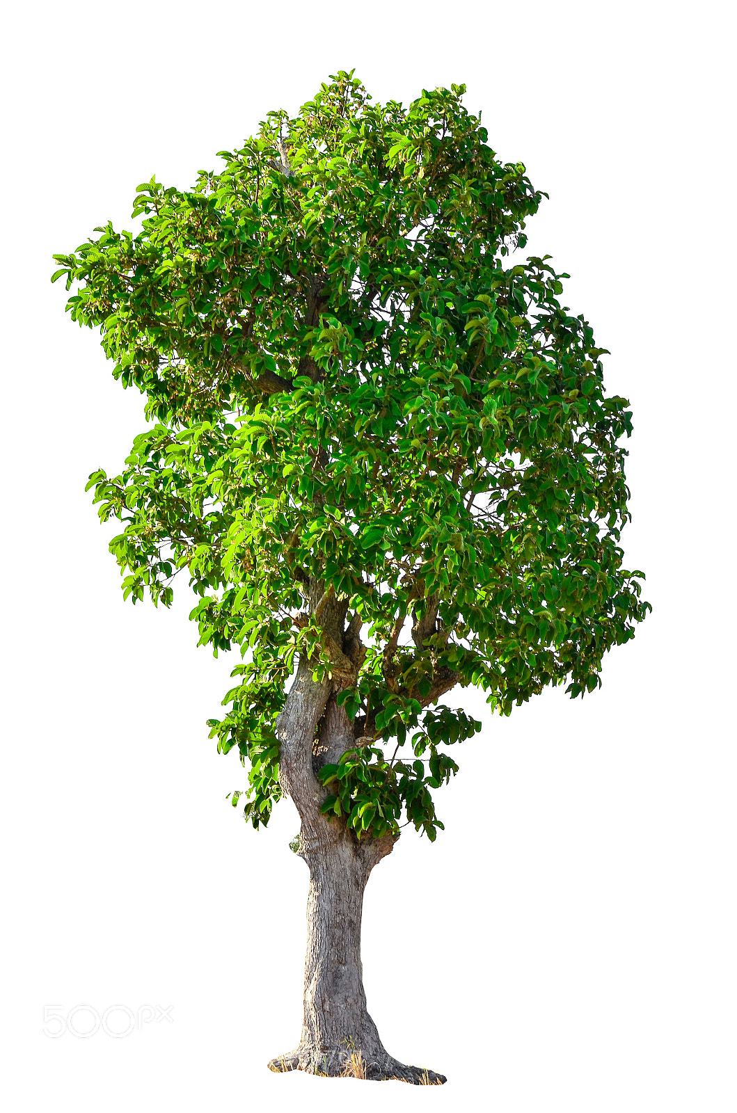 Nikon D7000 sample photo. Tree photography