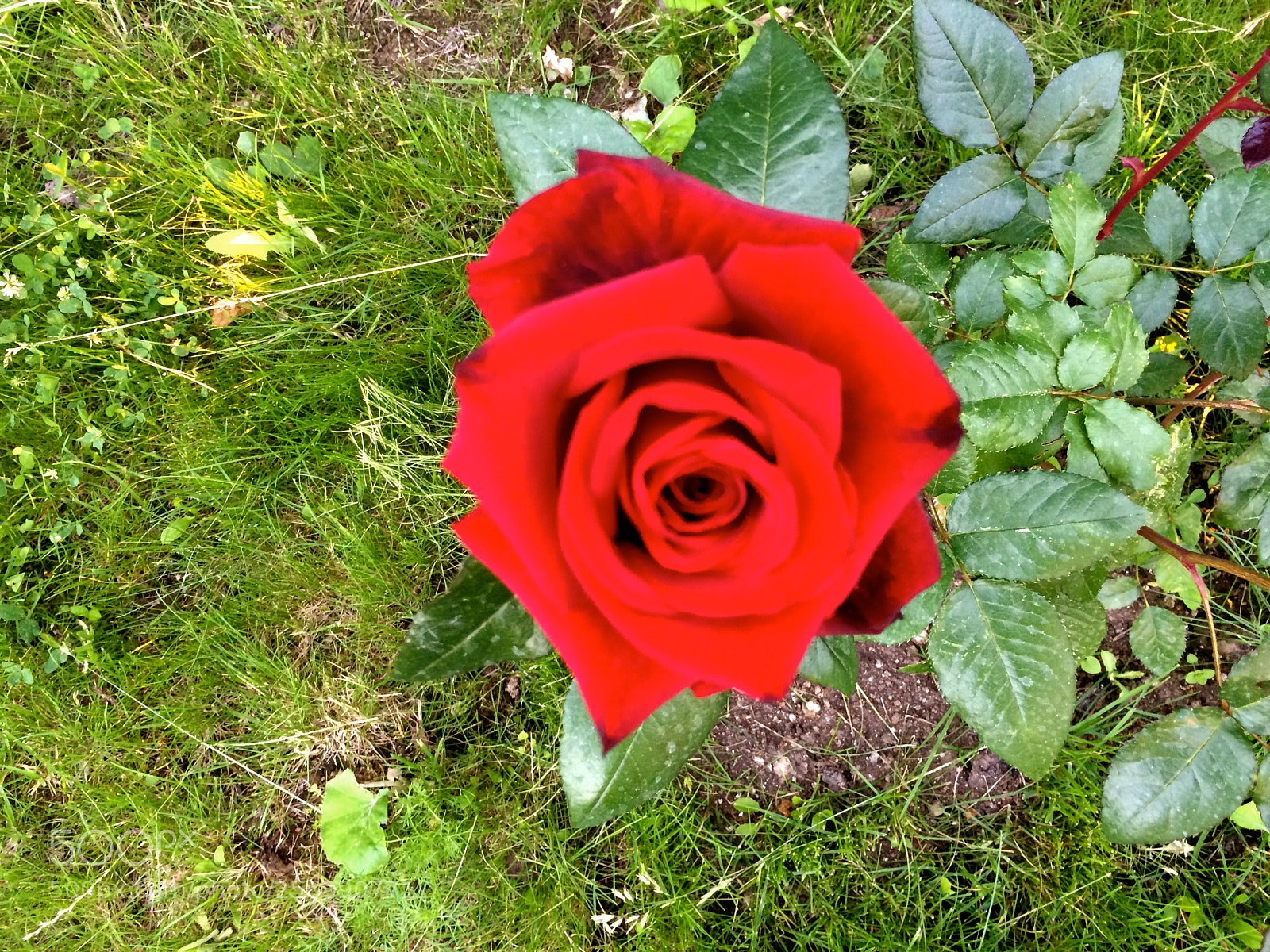 Apple iPhone 5s sample photo. Img photography