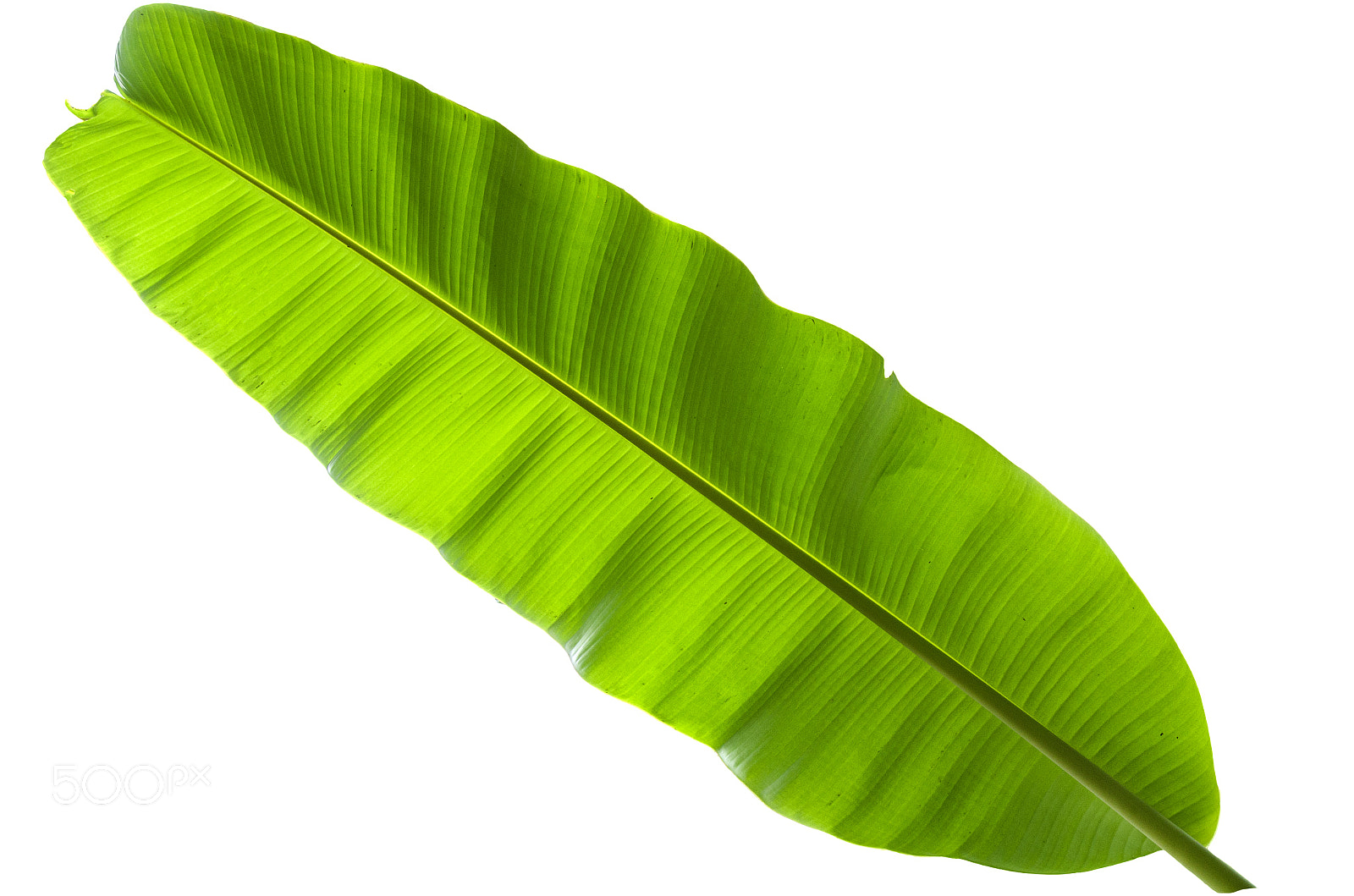 Nikon D7000 sample photo. Tree banana leaf photography
