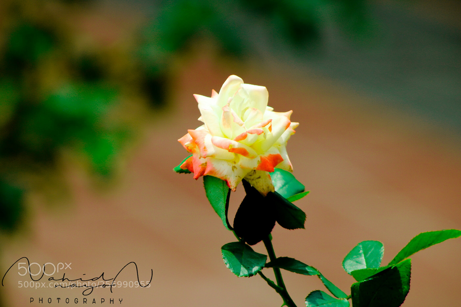 Canon EOS 750D (EOS Rebel T6i / EOS Kiss X8i) sample photo. Rose;symbol of love photography