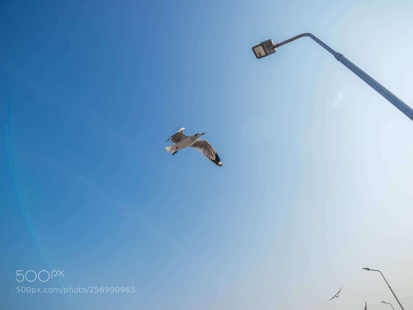 Canon EOS 80D sample photo. Seagull bangpool photography