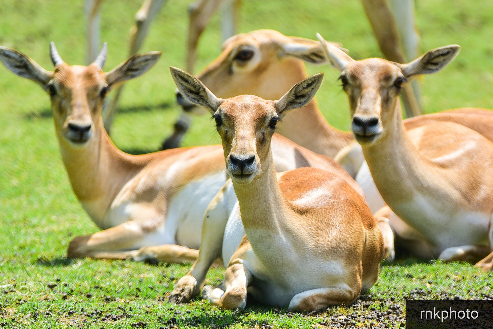 Nikon D750 sample photo. Deerchillout photography