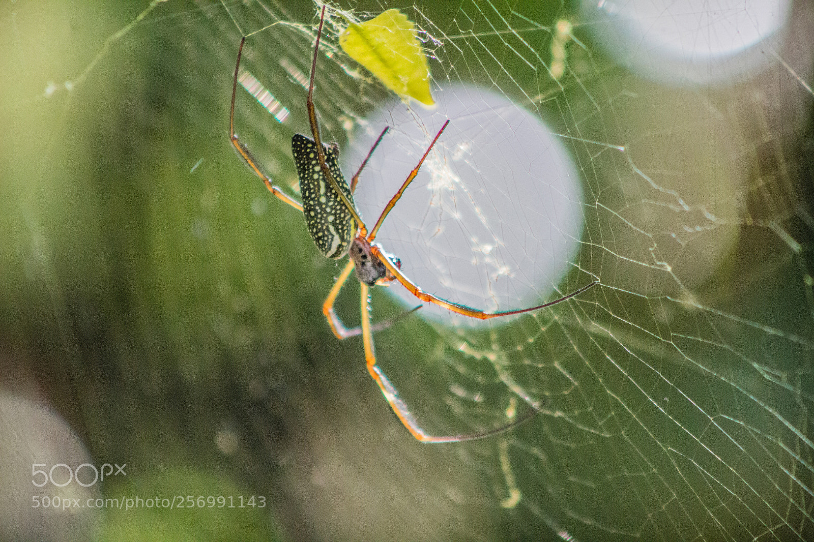 Canon EOS 700D (EOS Rebel T5i / EOS Kiss X7i) sample photo. Spider in nature photography
