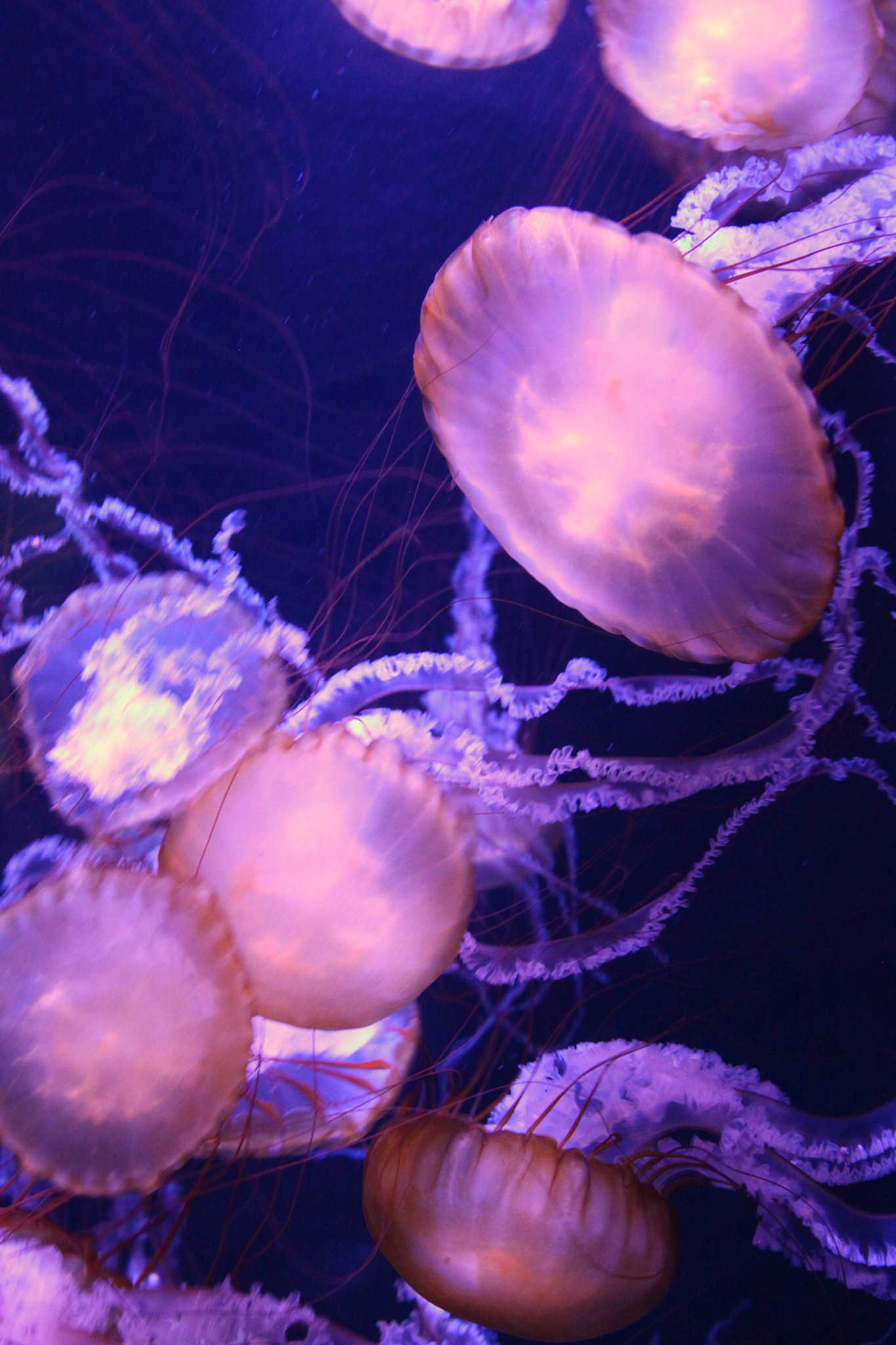 Canon EOS 50D + Canon EF 24-105mm F4L IS USM sample photo. Jellyfish photography