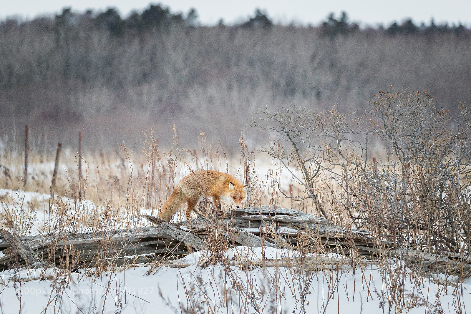 Canon EOS-1D X Mark II sample photo. Red fox in winter photography