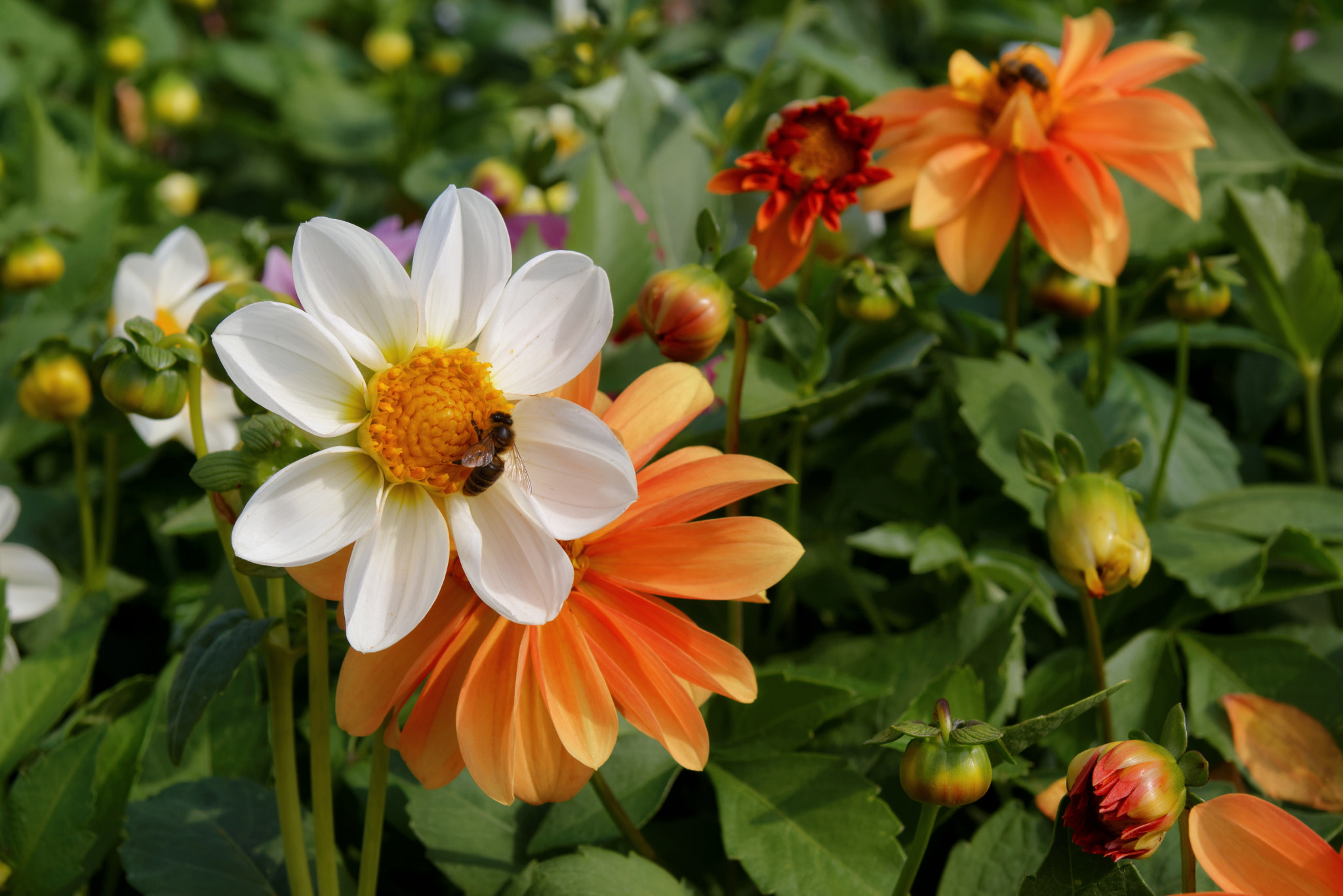Tamron SP AF 17-50mm F2.8 XR Di II LD Aspherical (IF) sample photo. Flower photography