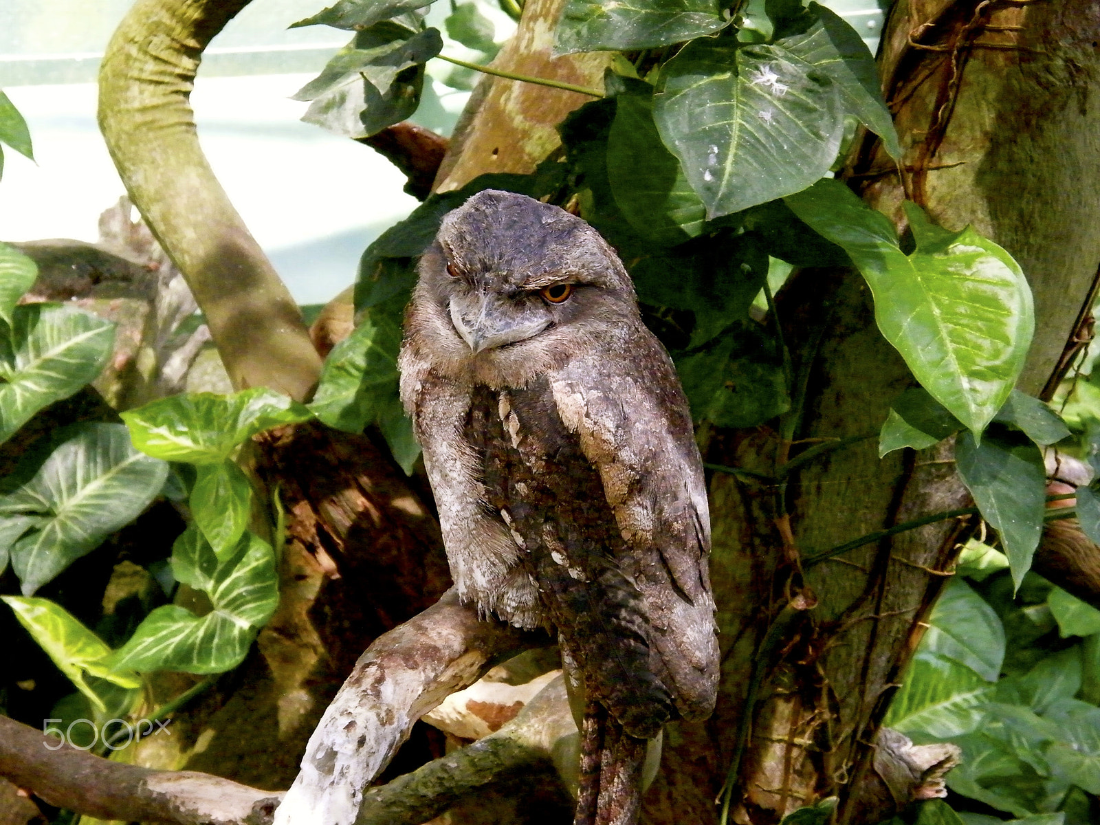 Fujifilm FinePix S8000fd sample photo. Frogmouth owl photography