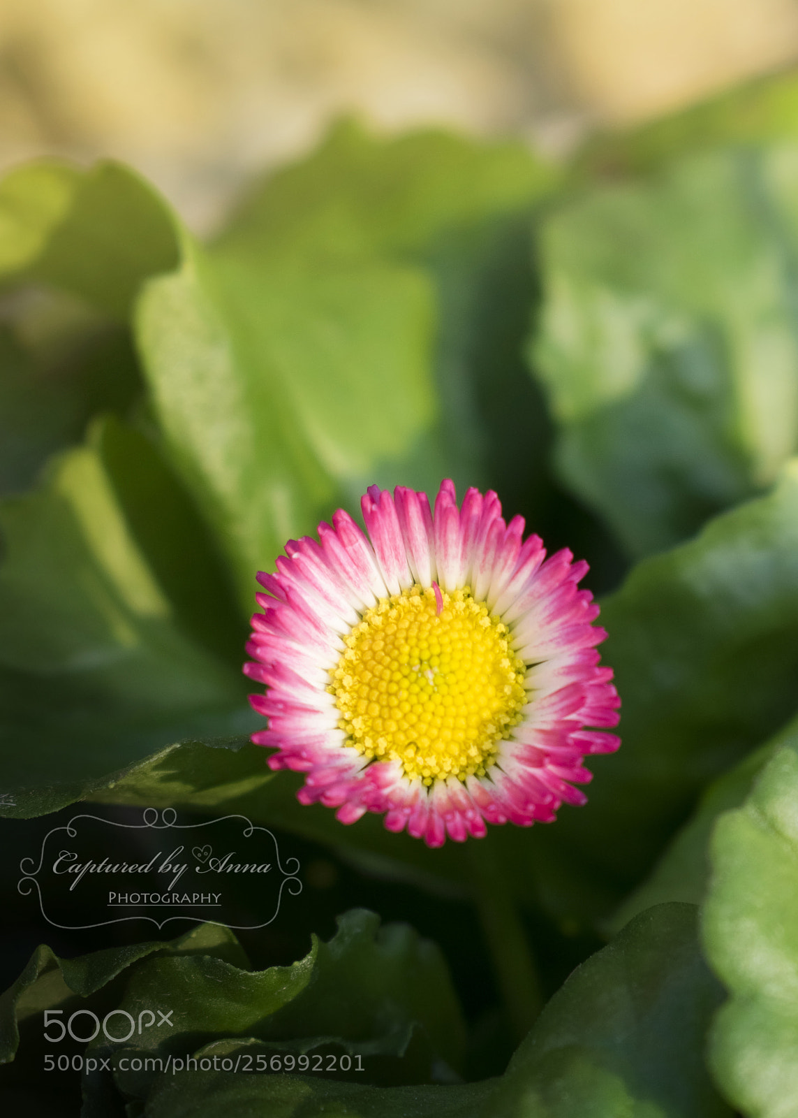 Nikon D3400 sample photo. Just pretty! photography
