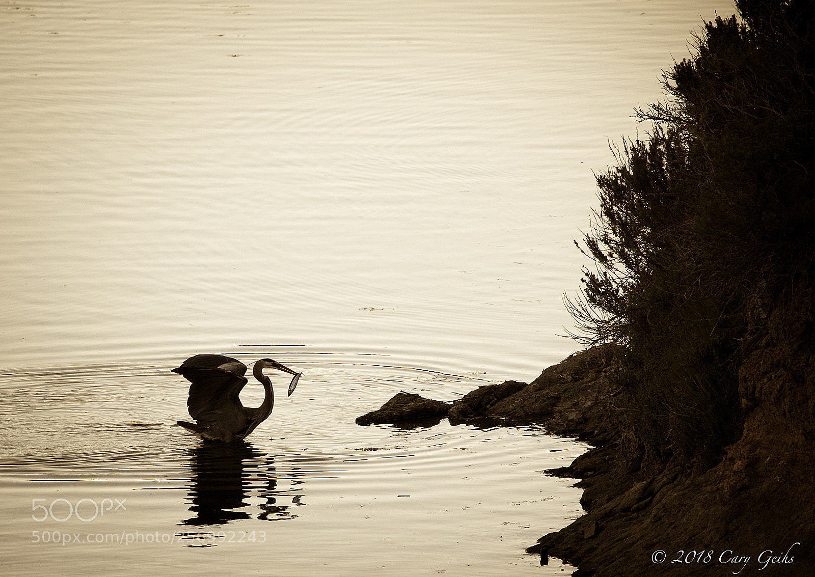 Canon EOS 7D Mark II sample photo. Fishing in the shadows photography