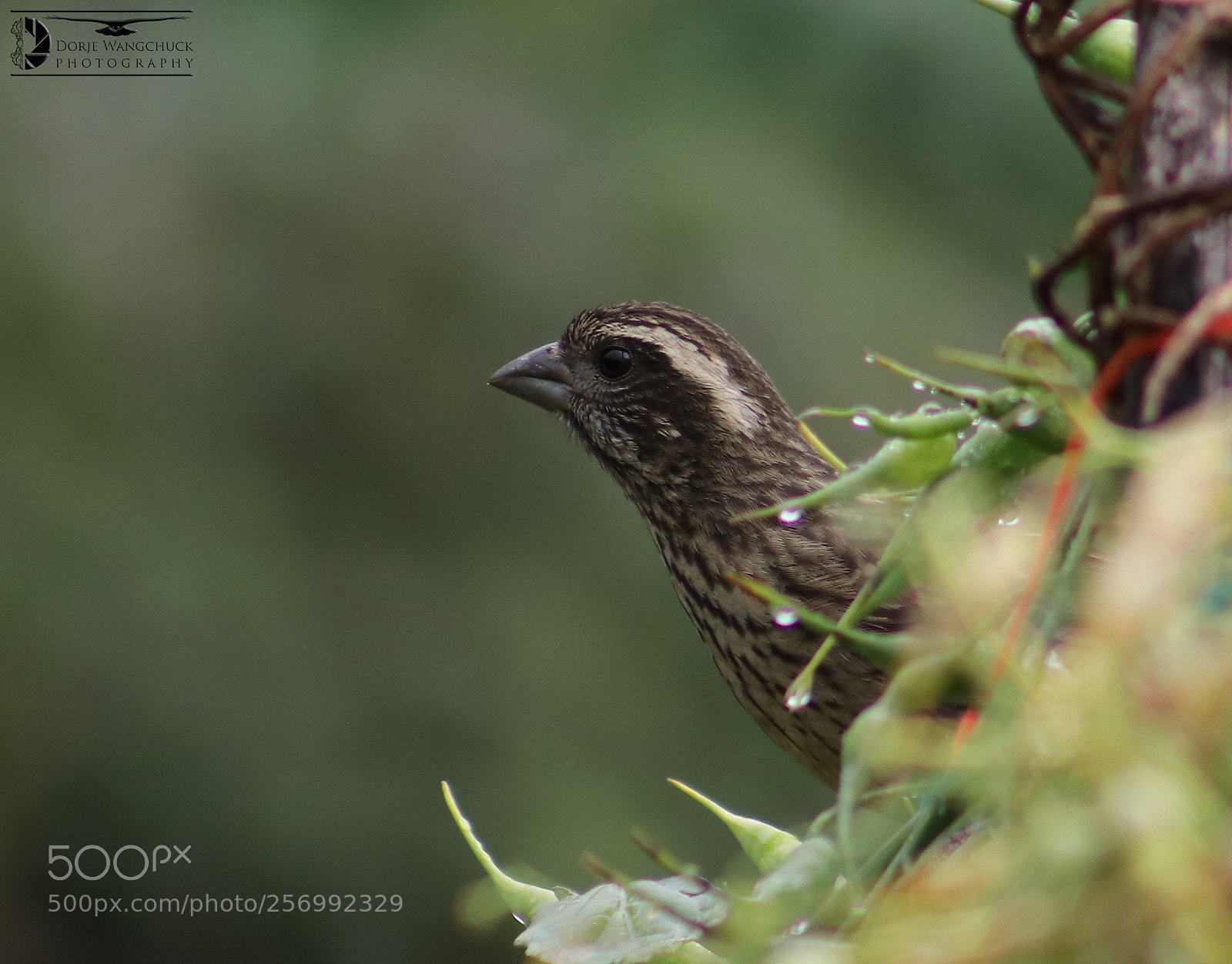 Canon EOS 80D sample photo. L pink-browed rosefinch at photography