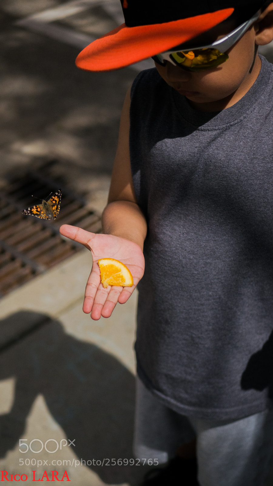 Panasonic Lumix DMC-G7 sample photo. Butterfly release photography