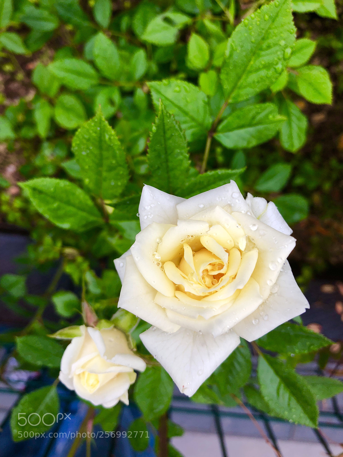 Apple iPhone X sample photo. Untitled photography
