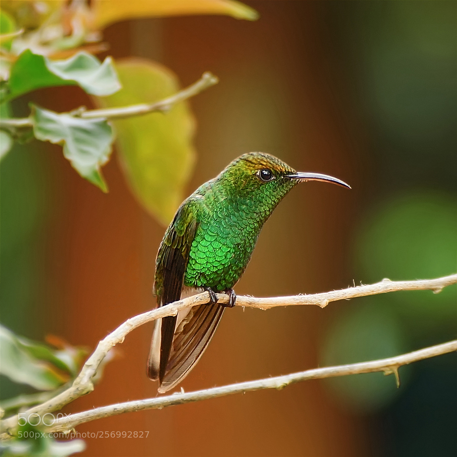 Sony SLT-A77 sample photo. Elvira cupreiceps, costa rica photography