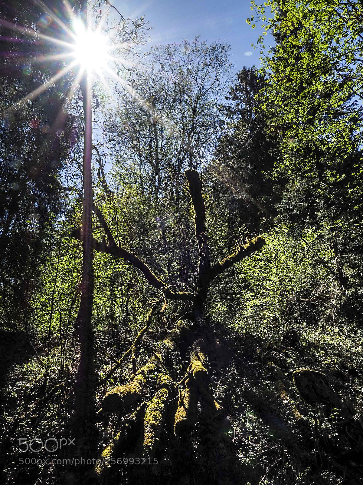 Olympus OM-D E-M5 II sample photo. Here comes the sun photography