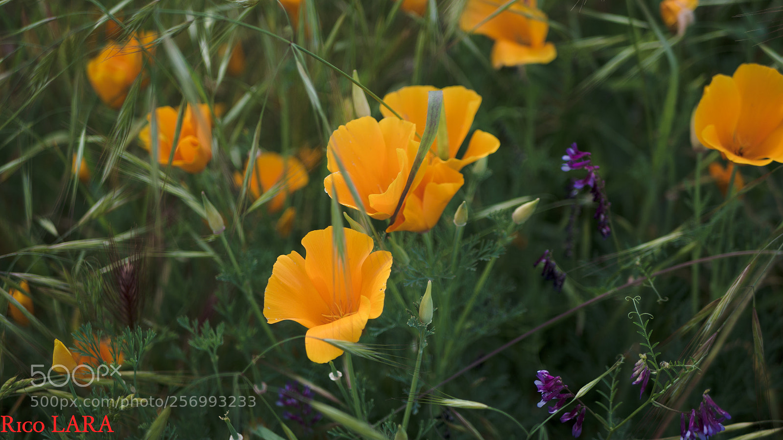 Panasonic Lumix DMC-G7 sample photo. California poppy in bloom photography