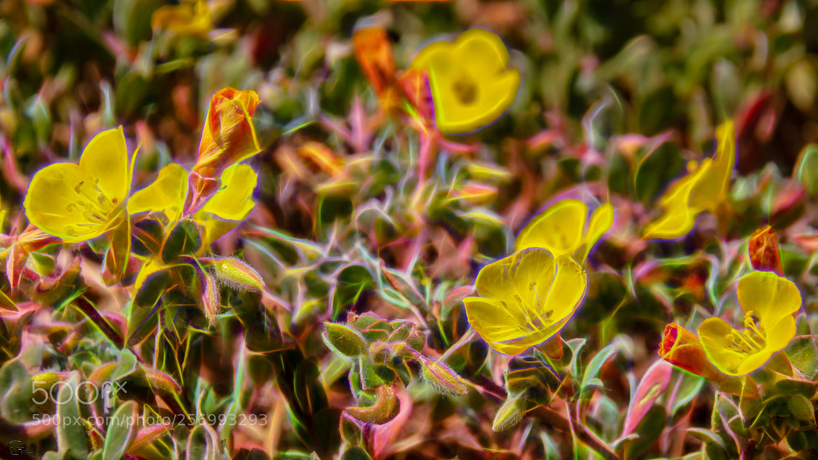 Nikon D7000 sample photo. Electric flowers photography