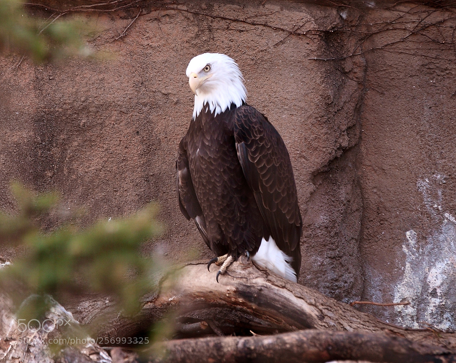 Canon EOS 70D sample photo. The boss of flight . photography
