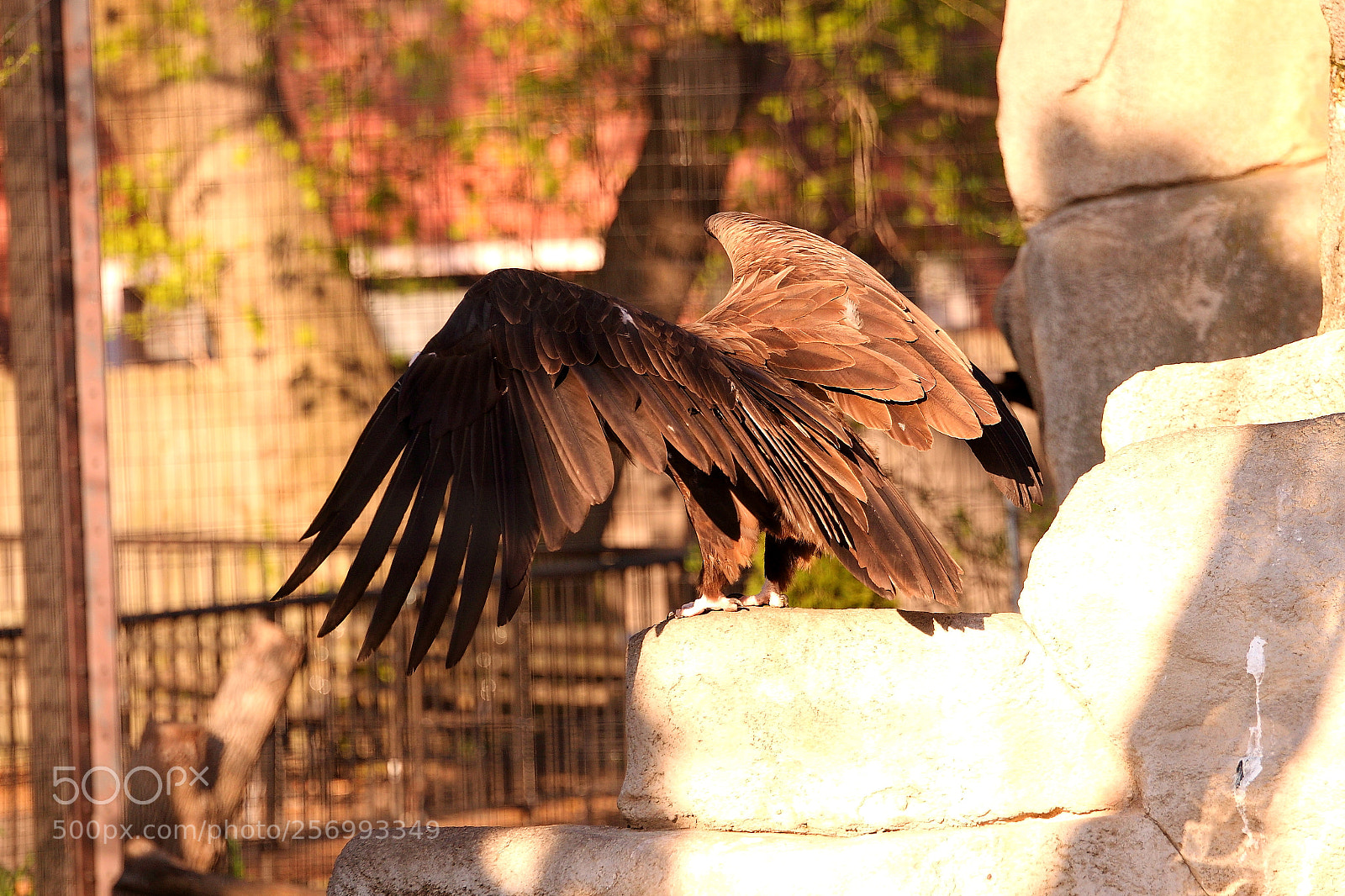 Canon EOS 70D sample photo. Vulture king . photography