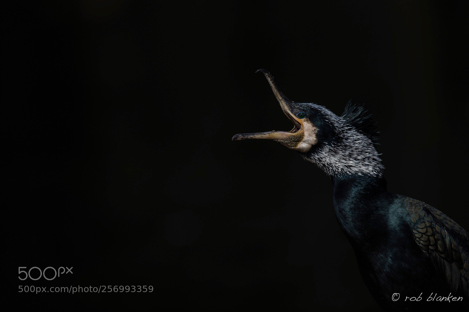 Nikon D850 sample photo. Cormorant photography