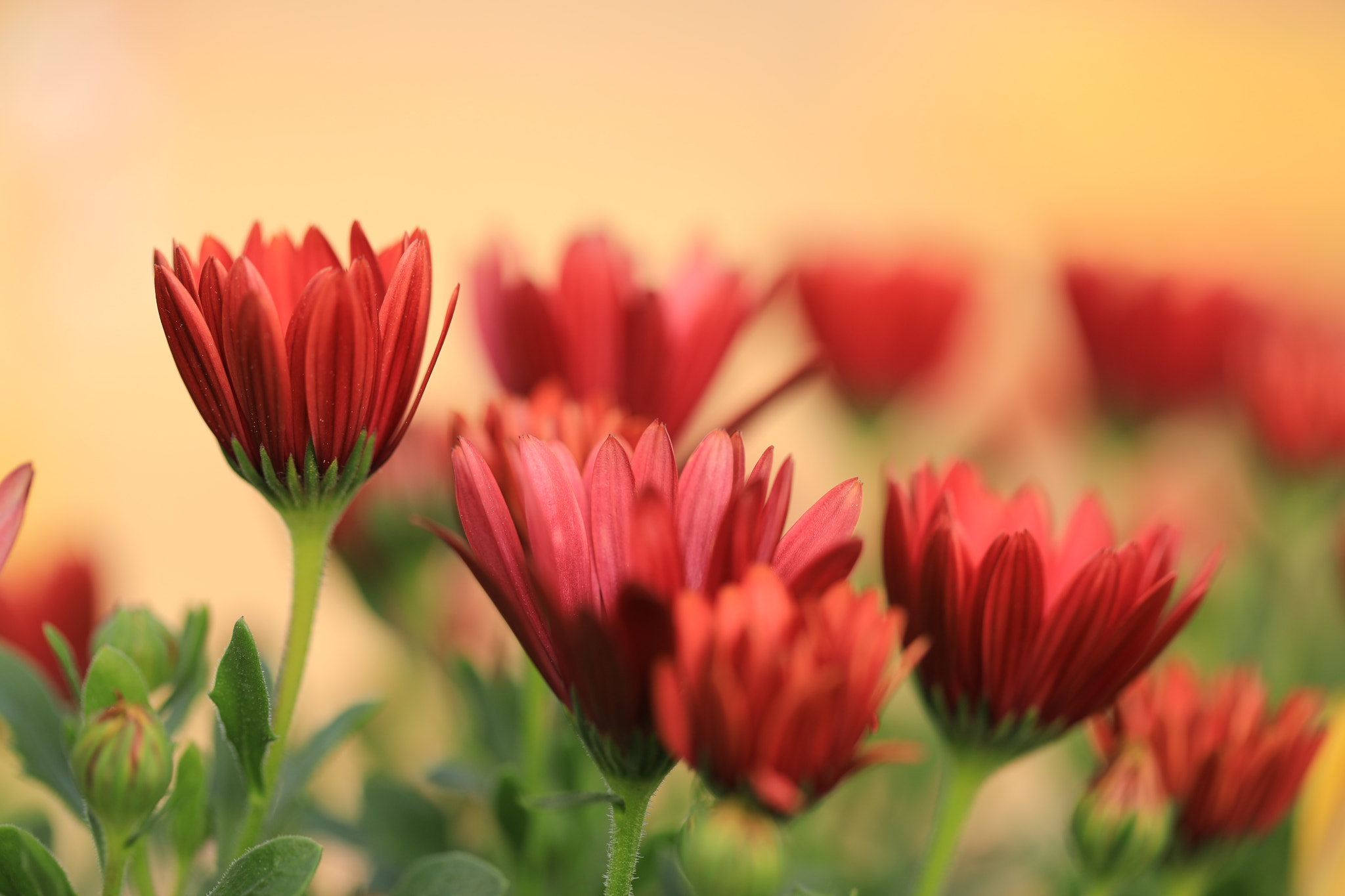 Canon EF 100mm F2.8L Macro IS USM sample photo. Morning red (2) photography