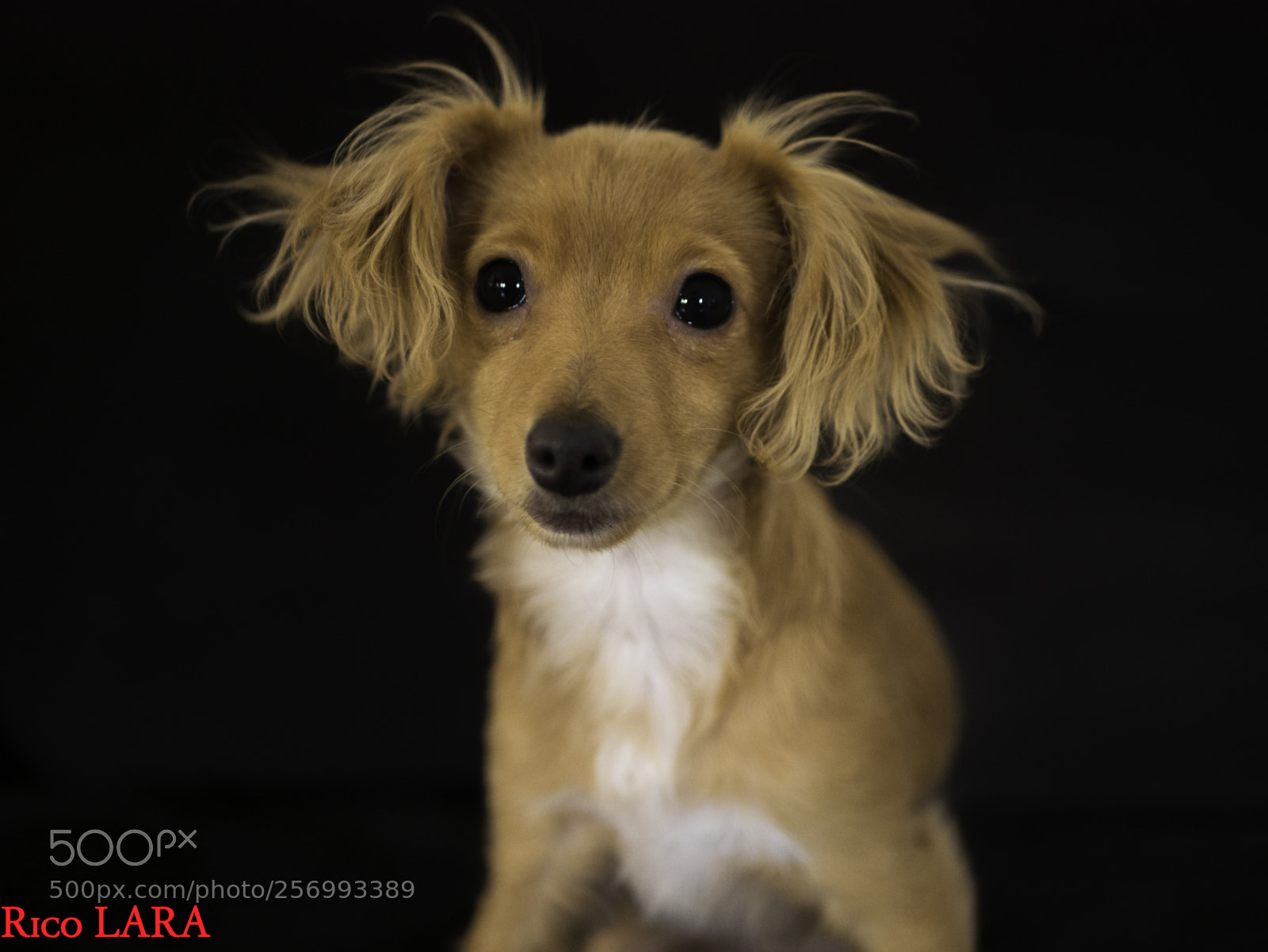 Panasonic Lumix DMC-G7 sample photo. My puppy guerra photography